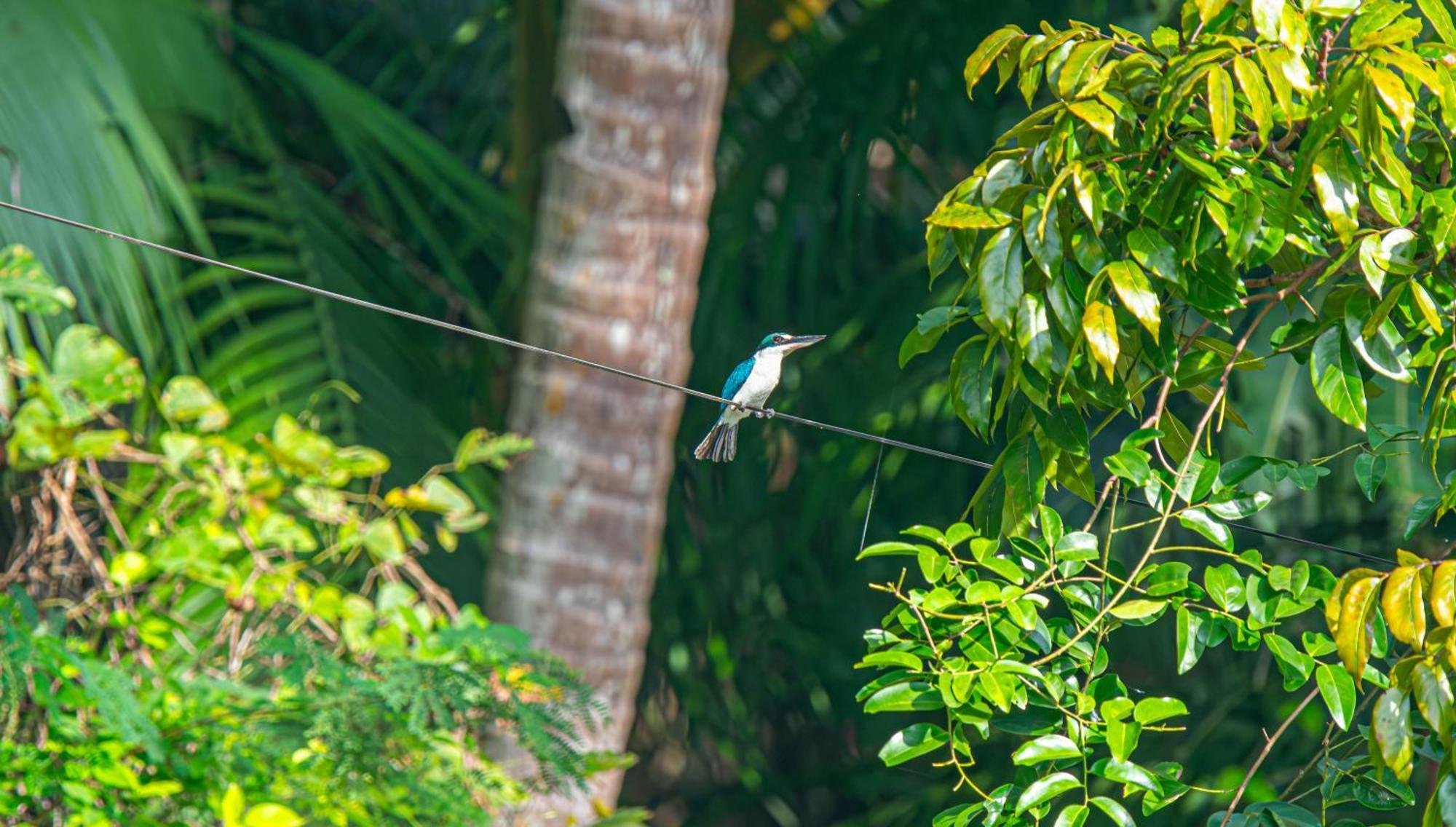 Water To Forest Ecolodge Loboc Dış mekan fotoğraf